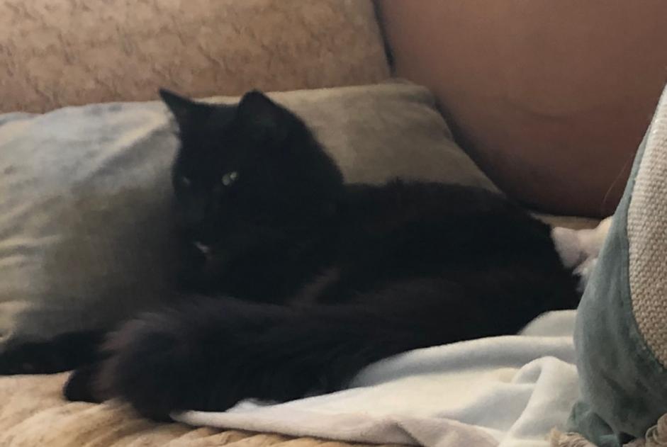 Disappearance alert Cat Male , 1 years Méailles France