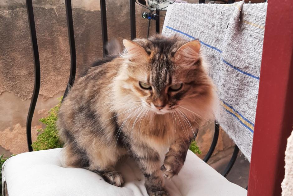 Disappearance alert Cat Female , 9 years Gréoux-les-Bains France
