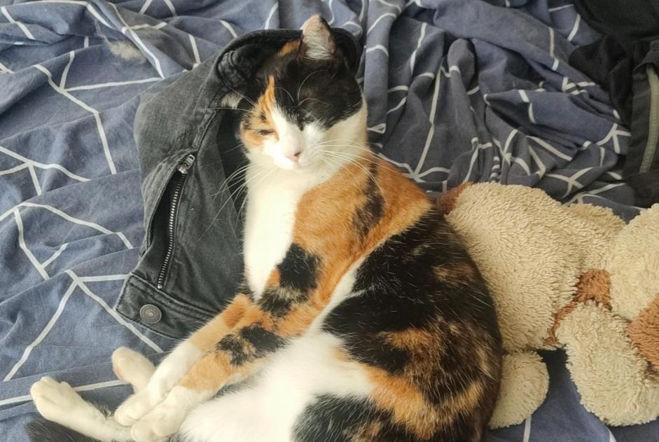 Disappearance alert Cat Female , 1 years Manosque France Disappearance alert Cat Female , 1 years Manosque France