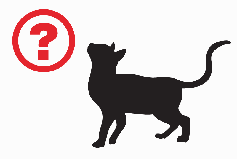 Alerte Disparition Chat croisement  Mâle , 9 ans Gréoux-les-Bains France